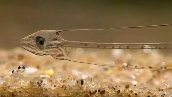 Лептоцефалы: «Стеклянные» создания из океанических ям. Оказалось, это стадия взросления известных рыб
