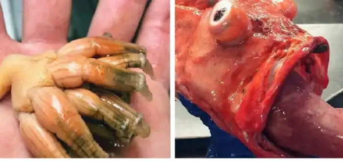 Российский рыбак показывает монстров из глубин