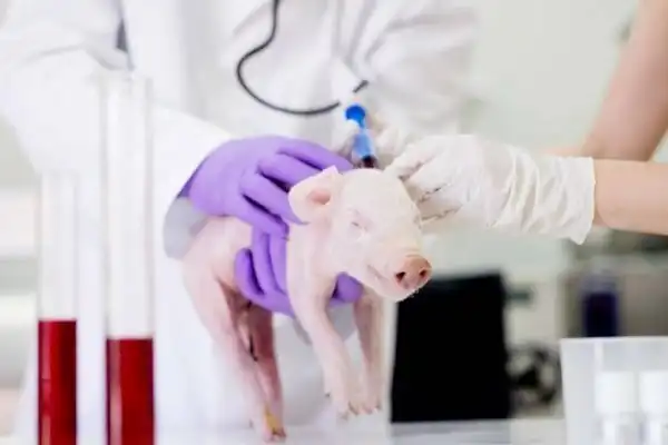 Впервые в истории врачи пересадили свиное сердце человеку