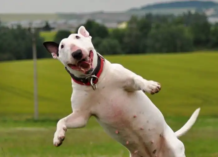 Бультерьер: «Мёртвая хватка» и зубы акулы. Мифы и страшилки вокруг хорошей породы