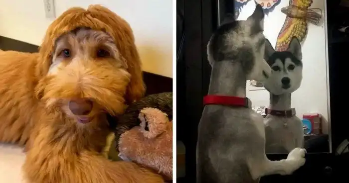 Смех сквозь слезы: 18 неудачных стрижек животных