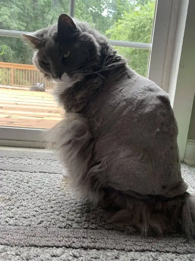 Смех сквозь слезы: 18 неудачных стрижек животных