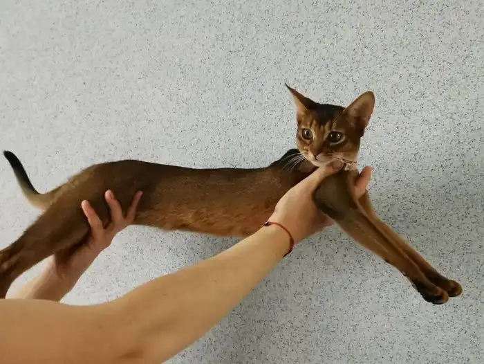 Абиссинская кошка: «Микропума» с египетской грацией. Выставочная порода с нелёгкой судьбой