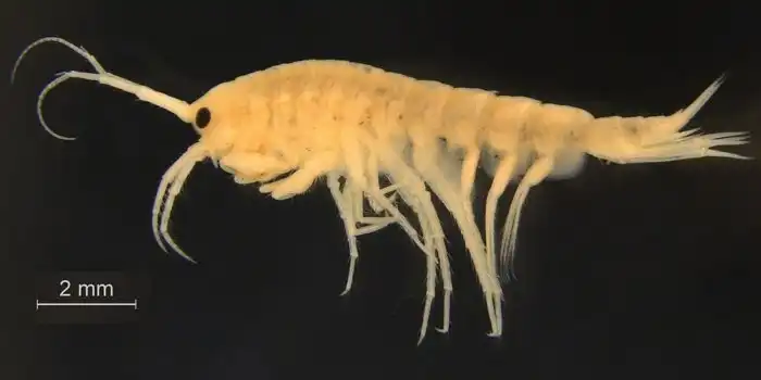 Бокоплав Палласа: Уникальный рак наших водоёмов. Выживает там, где другие всплывают кверху брюхом