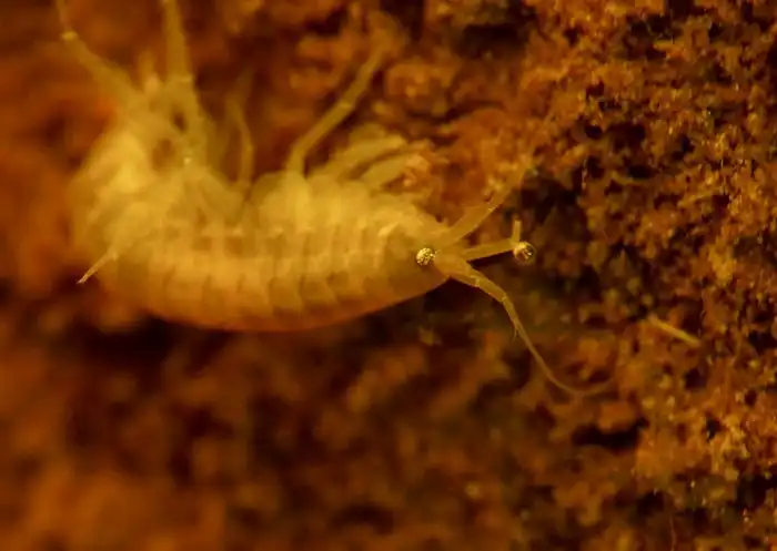 Бокоплав Палласа: Уникальный рак наших водоёмов. Выживает там, где другие всплывают кверху брюхом