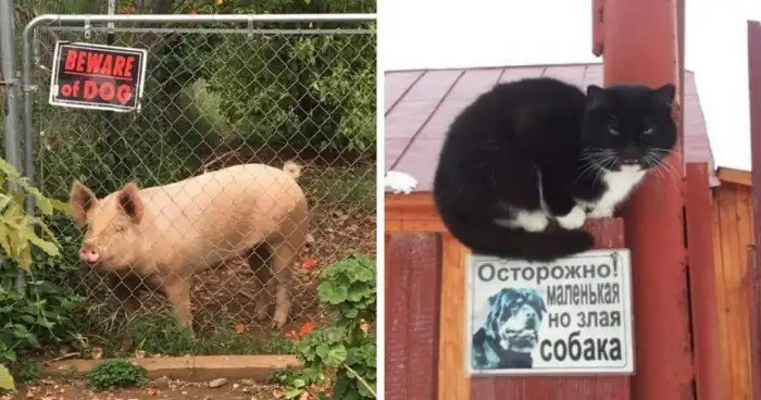 17 случаев, когда за табличкой «Осторожно, злая собака!» скрывался сюрприз