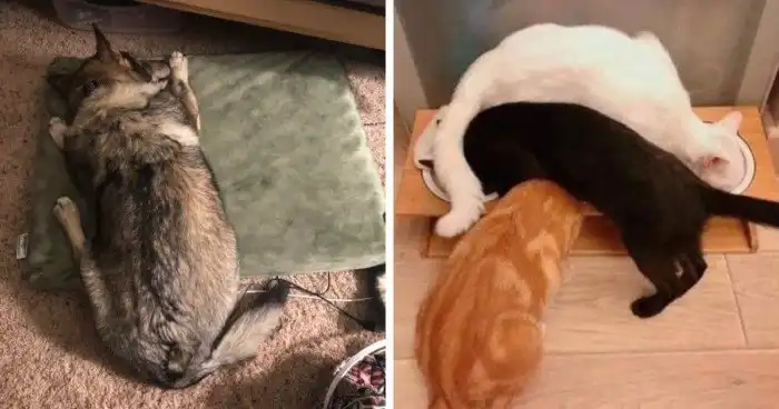 Этих домашних питомцев немного подвела логика