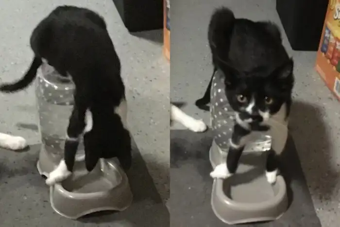 Этих домашних питомцев немного подвела логика