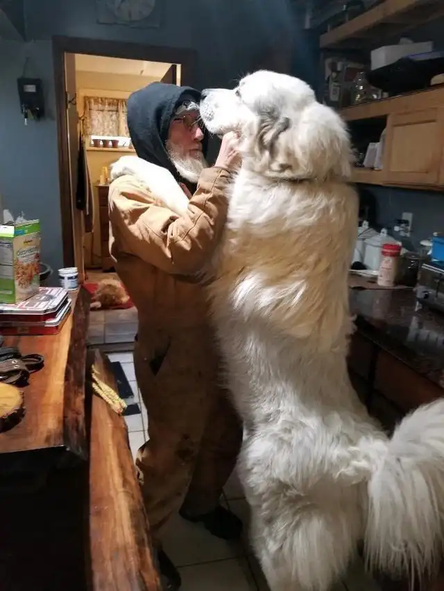 Животные, которые умиляют и восхищают своей преданностью