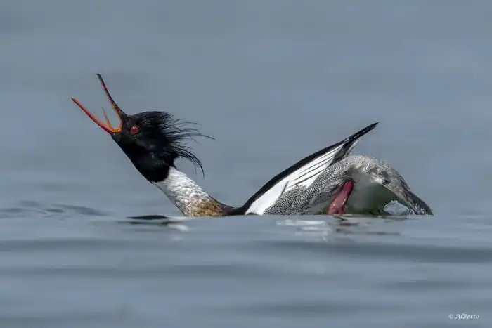 Средний крохаль: Самая быстрая утка, похожая на студента во время сессии. Что заставляет птицу разгоняться до 160 км/ч?