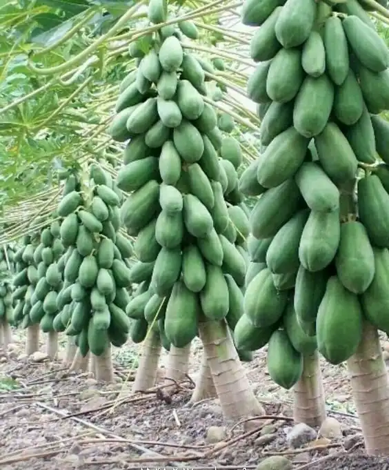 25 урожайных куч, которые поразят ваше воображение