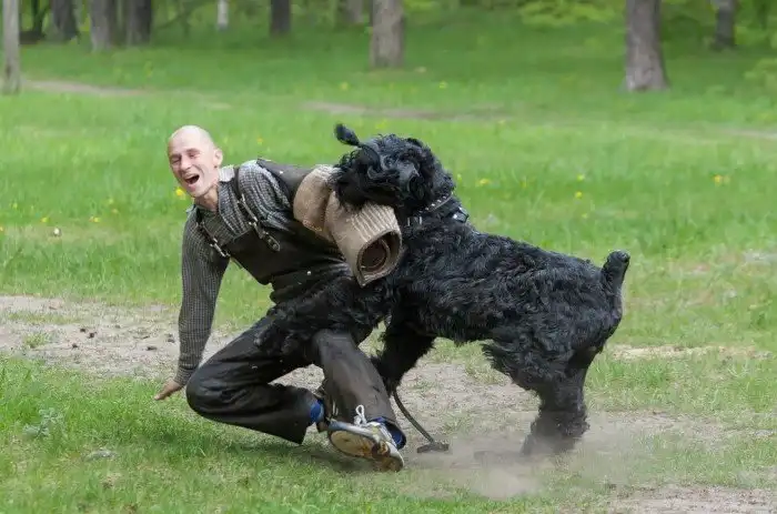 Чёрный русский терьер: «Собака Сталина». Как за 70 лет советские селекционеры создали породу-терминатора?