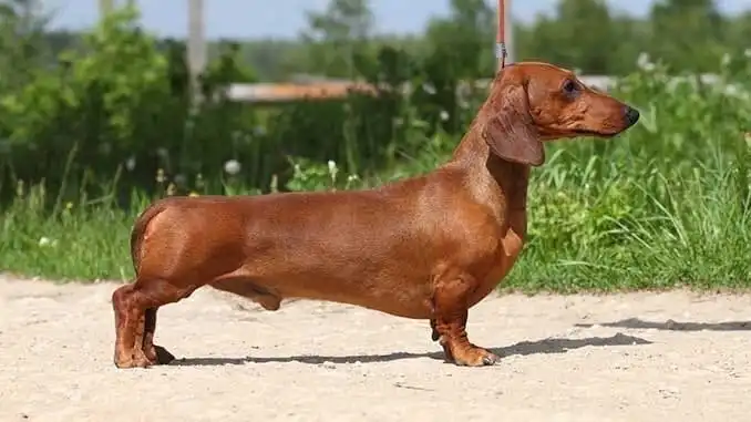 Такса: Агрессивный топот маленьких ножек. Зачем создали «заниженную» породу собак?