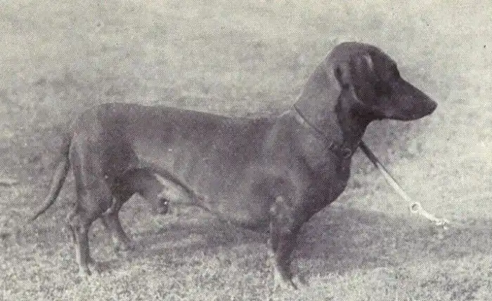 Такса: Агрессивный топот маленьких ножек. Зачем создали «заниженную» породу собак?