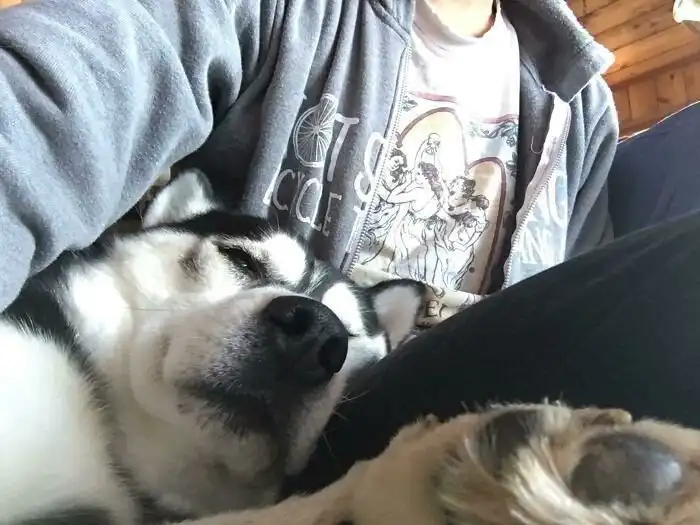 15 животных, которых спасли в этом месяце и приютили в новый дом