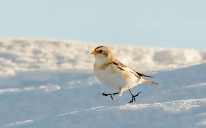 Пуночка: Снегири по сравнению с ними тропические пташки. Селится так глубоко на севере, как не может ни одна сухопутная птица