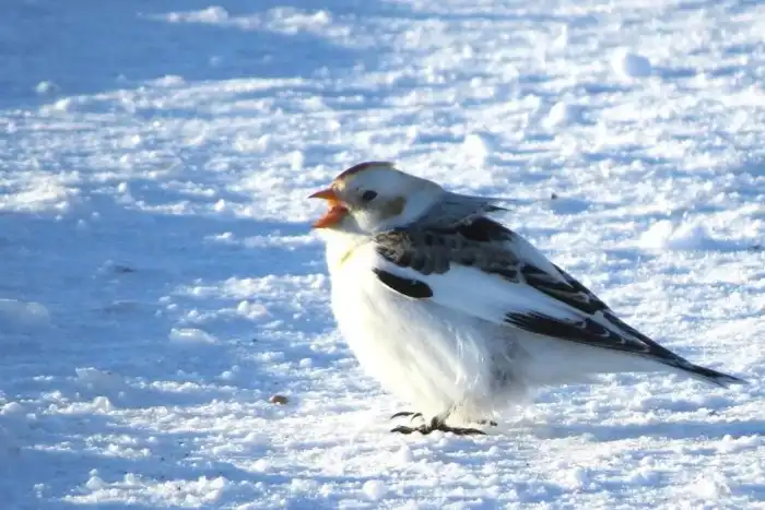 Пуночка: Снегири по сравнению с ними тропические пташки. Селится так глубоко на севере, как не может ни одна сухопутная птица