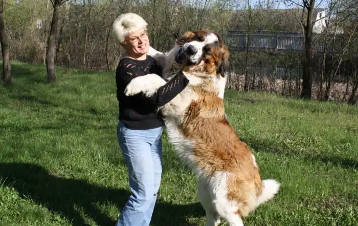 Неудачные эксперименты советских кинологов: Собака-спасатель, которая топила утопающих, и служебный пёс с горой болячек