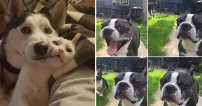 15 фотографий, которые доказывают, что животные - это те же люди, только в шубах