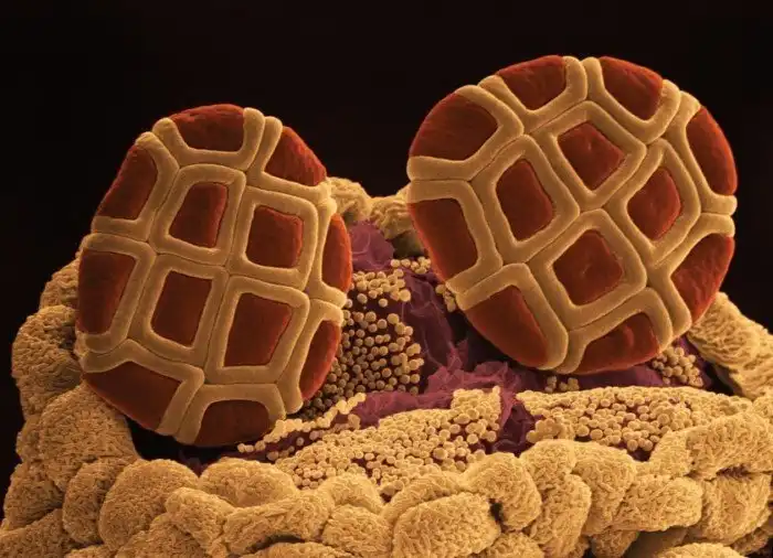 30 фантастических фото привычных вещей под увеличением