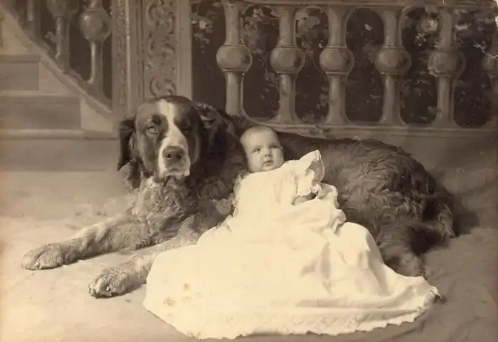 Меделяны: Царская порода, которую мы потеряли. Русский богатырь от мира собак был способен выстоять в схватке с медведем