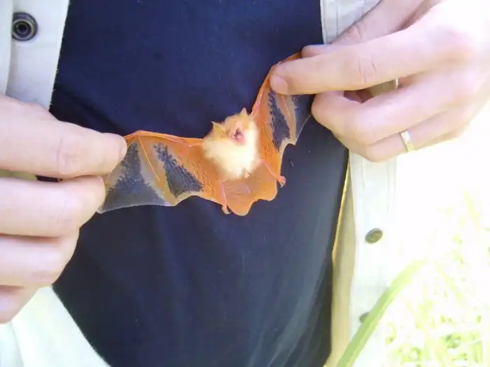 Украшенный гладконос: 5 граммов ярости. Крошечная летучая мышь размером с бабочку