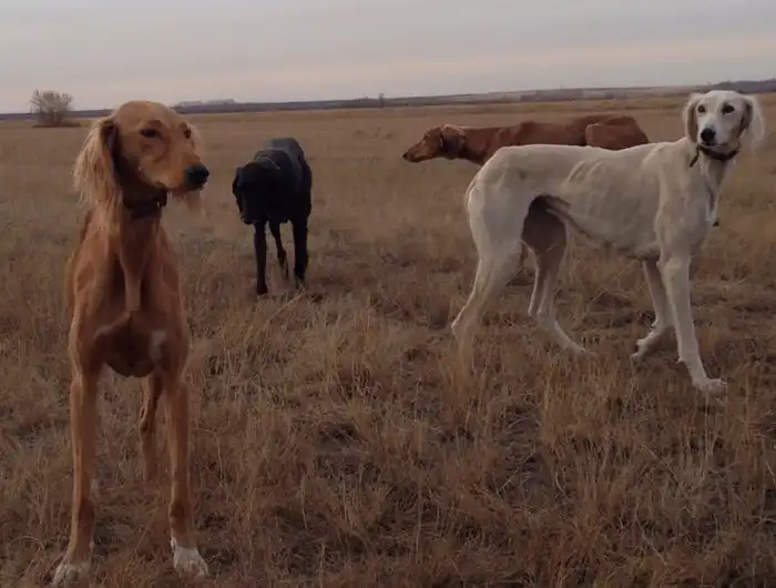 Тазы: Только этой собаке разрешается войти в юрту. Гордость казахов, что может охотиться в паре с ловчим ястребом