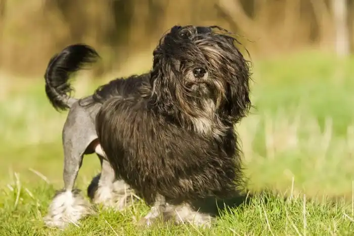 Лёвхен: Порода «собако-львов». Их вывели в средневековье, чтобы греться зимой о бритые собачьи ляжки!