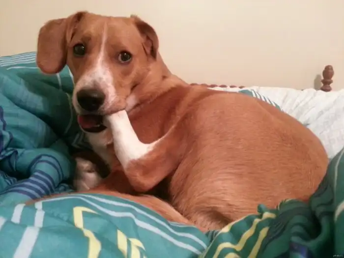 Зачем собаки зализывают раны? Правда ли, что у них целебная слюна? Разбираемся вместе