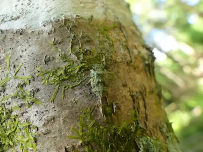 Ушастая цикада: У деревьев на даче есть «уши». Насекомое, которое сложно найти, даже если смотришь на него в упор