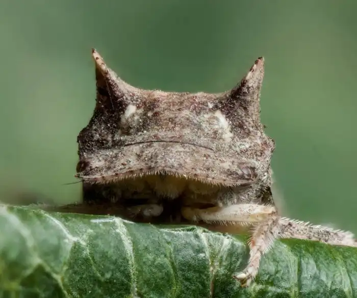 Ушастая цикада: У деревьев на даче есть «уши». Насекомое, которое сложно найти, даже если смотришь на него в упор