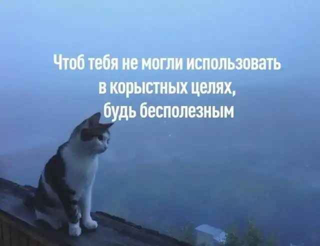 Шутки и мемы от шерстяных друзей