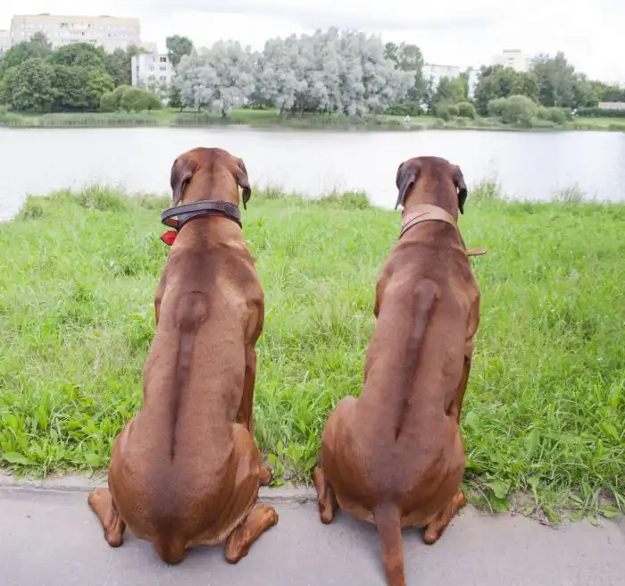 Родезийский риджбек: Универсальный солдат из Южной Африки. Порода для охоты на львов и крупную дичь