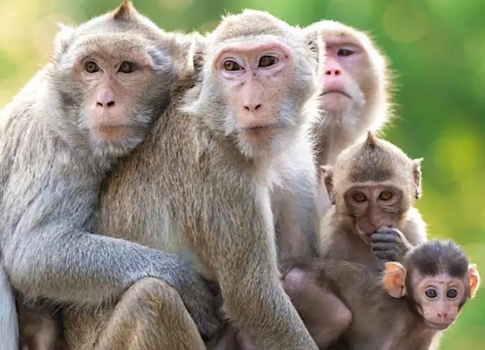 Загадка американских обезьян