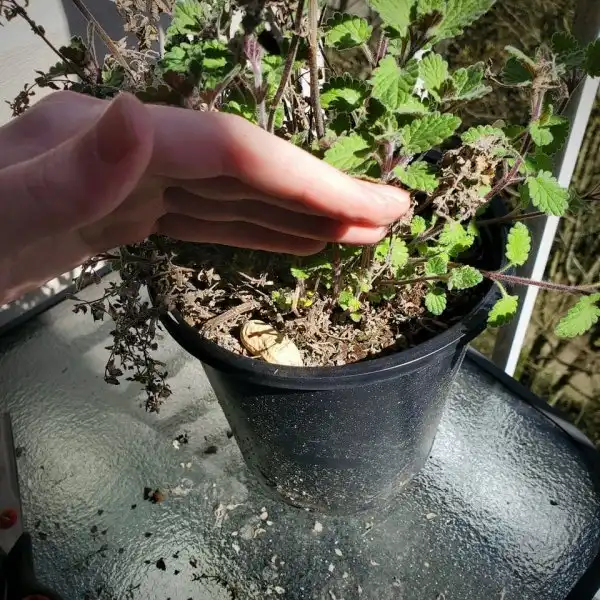 Необычные наблюдения от пользователей Сети