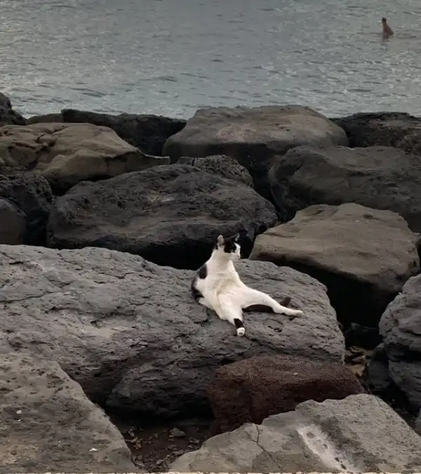 Коты и экзистенциальный кризис