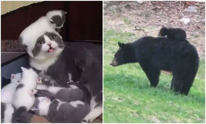 Дети - это счастье: 20+ смешных и милых животных-родителей