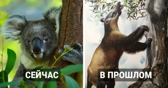 Фотосравнение современных животных с их предками