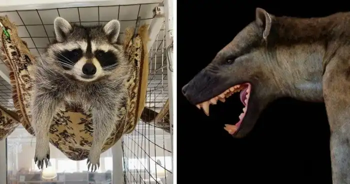 Фотосравнение современных животных с их предками