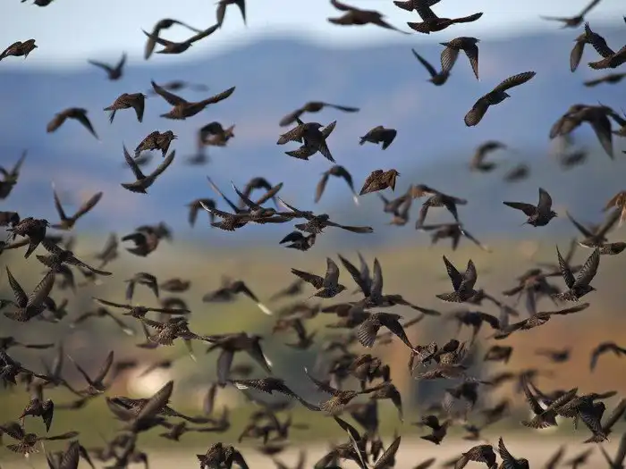 Зачем перелётные птицы всегда возвращаются на север? Они же могут остаться на юге навсегда!