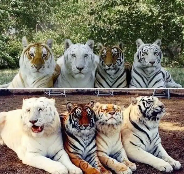 3 интересных факта о тиграх