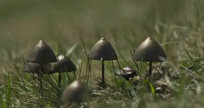 20+ захватывающих кадров из мира природы