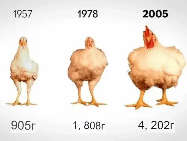 Масса кур быстро удваивается. За счет чего это происходит