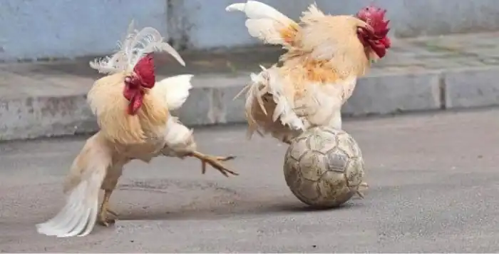 Масса кур быстро удваивается. За счет чего это происходит