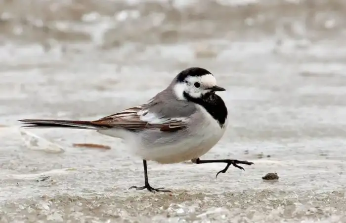 Какие птицы прилетают в марте, и что за обычаи, связанные с их возвращением, есть в нашей культуре?