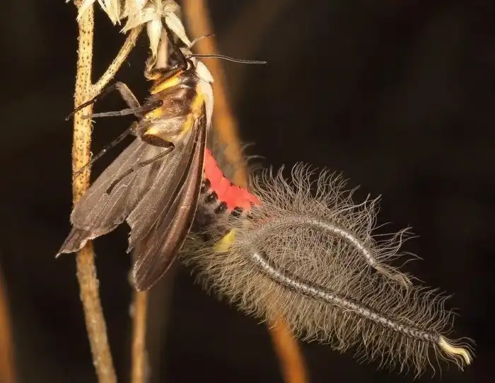 Коремата: Волосатые щупальца. Особый странный орган бабочек размером с саму бабочку. Зачем он нужен?