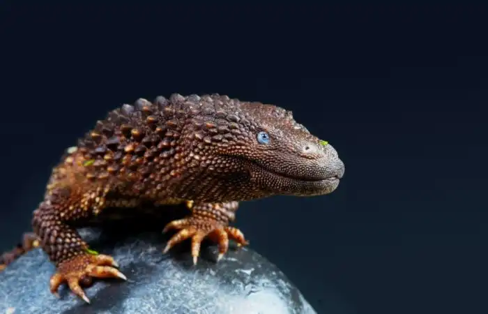 Калимантанский безухий варан: Ведьмак от мира рептилий. Скрытная ящерица с мощнейшим либидо