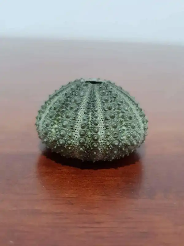 Объясните мне, что это за штука?