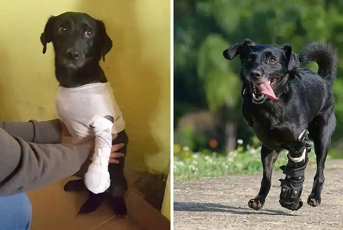 До и после: 10+ добрых фото животных, которых спасли с улицы