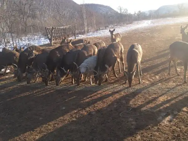 Подборка фотографий из серии "свой среди чужих"